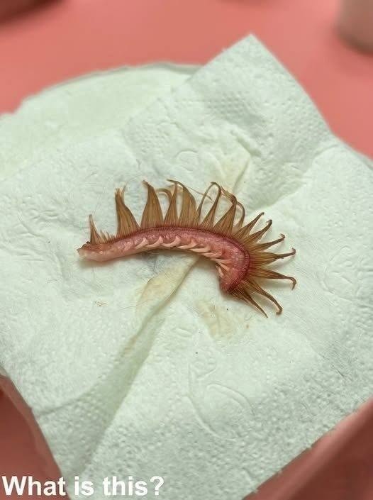 HT1. My girlfriend came home after a walk with the dog. Attached to the dog’s fur, we discovered this. We’ve been…