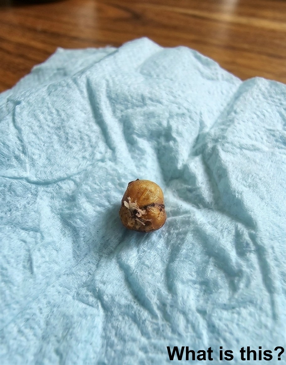 HT2. My girlfriend was washing her hair when this suddenly fell out of her head.