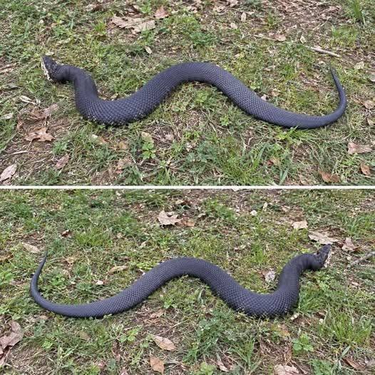 HT2. The “South” Surprise: What to Do If a Copperhead Ends Your Turkey Hunt
