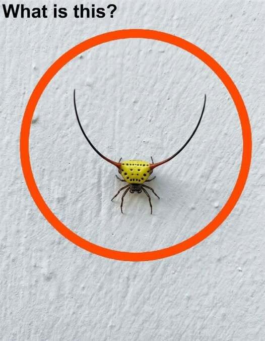 HT4. Last night, I went into the garage, turned on the light, and saw this on the wall.