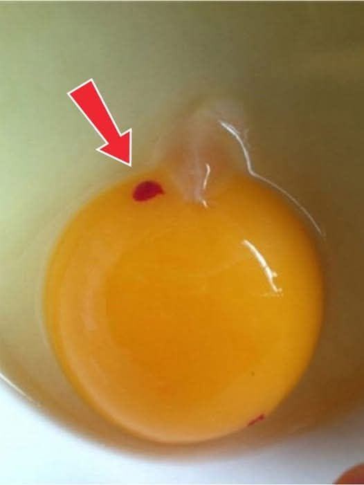 HT1. “There Are Red Floaty Things in My Store-Bought Eggs — Is This Normal or a Warning Sign?