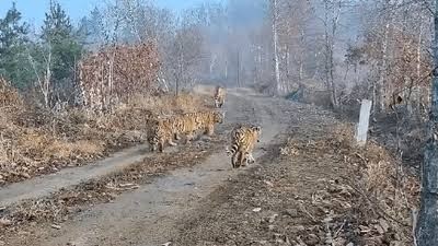 ST1. Seconds From Disaster: Tiger Approaches Girl on Forest Road