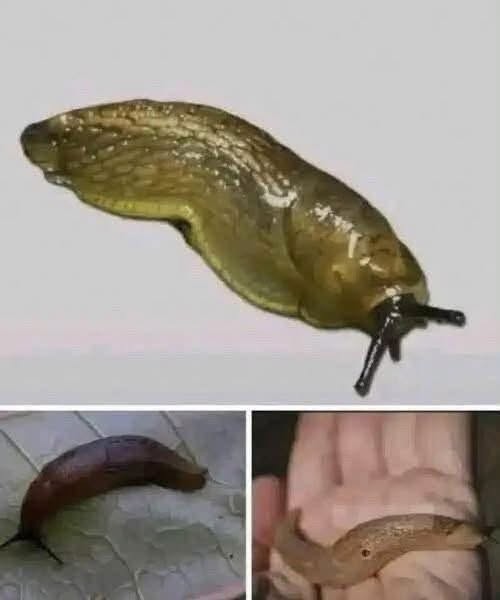HT3. Slugs: The Surprisingly Important Creatures Beneath Our Feet