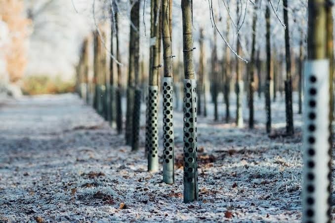 HT1. What It Means If Metal Is Wrapped Around a Tree?