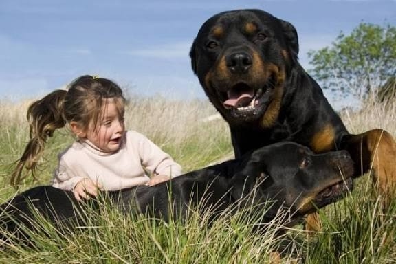 ST1. Dog and Child: Was This a Protective Moment or a Misunderstood Encounter?