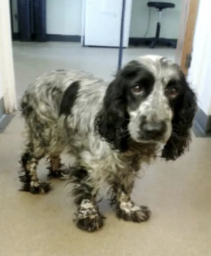 ST1. Bikers Find ABANDONED DOG With a Plastic BAG—What They Discovered Inside Shocked Them!