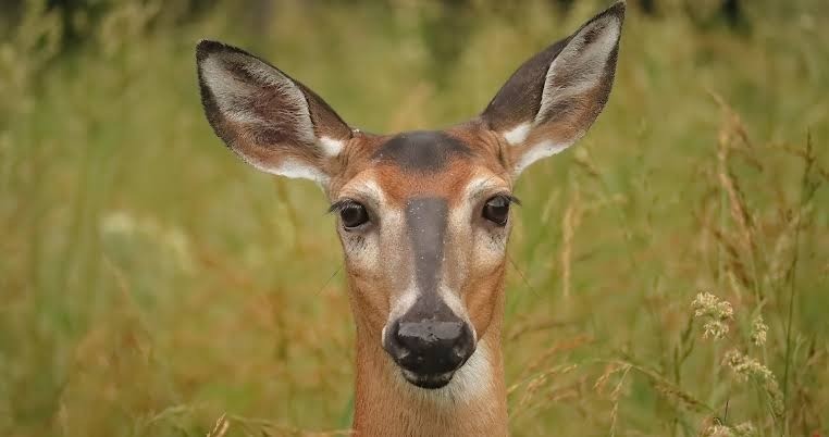 ST1. Viral Wildlife Video Shows Traveler Helping a Young Deer