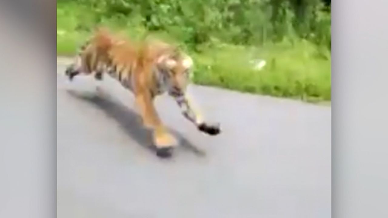 ST1. Tiger Chases Two Motorcyclists on an Indian Forest Road as Terrifying Encounter Is Captured on Camera