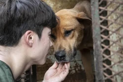 ST1. The Large Dog at the Busy Market: What Really Happened in the Viral Moment?