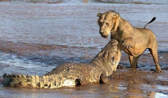 ST1. Lion vs Crocodile: What Happens When Two Powerful Predators Meet in the Wild?