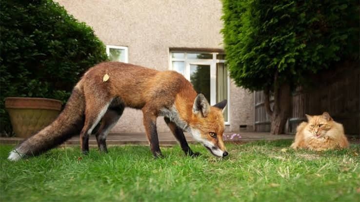 ST4. Fox vs. Cat: What Happens When a Curious Encounter Turns Into a Fight?