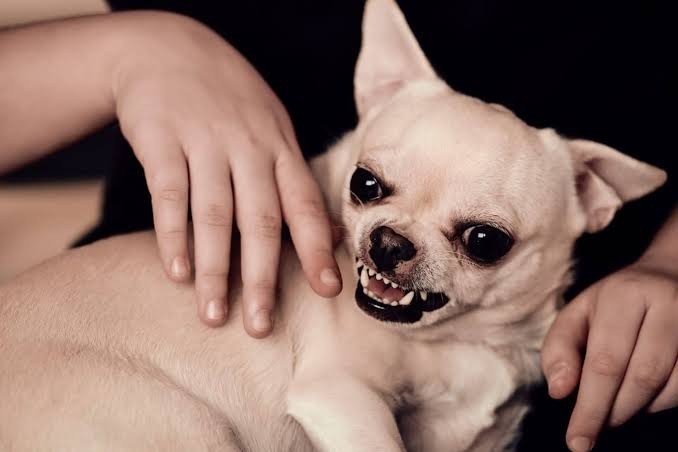 ST1. Dog Bites a Person: Why Dogs Attack and What You Should Do Immediately After a Bite