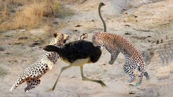 ST1. Leopard and Ostrich: The Unexpected Wildlife Encounter That Captured Everyone’s Attention