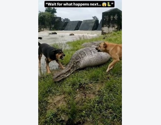 ST3. Giant Snake and Dog: What Could Have Happened During the Unusual River Encounter?