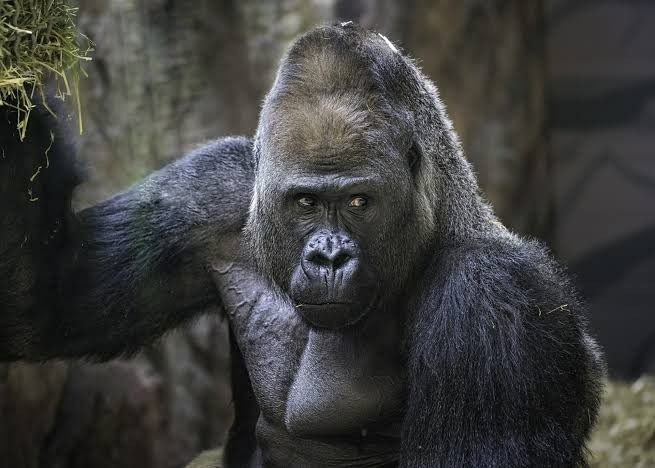 ST1. Gorilla Grabs Woman’s Hair Through Enclosure Bars: A Startling Reminder About Zoo Safety