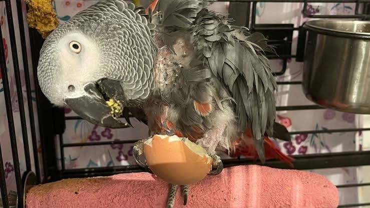 HT1. Dying woman says final goodbye to her parrot: The bird’s instant reaction leaves us in tears –
