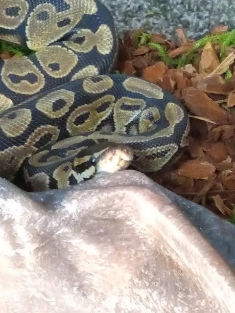 ST1. Giant Snake Wraps Around Woman Near the Water — What Could Explain the Frightening Footage?