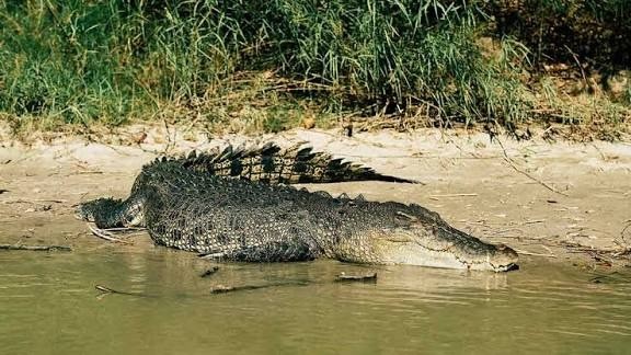 ST2. Crocodile Attacks on Humans: Why They Happen and How to Stay Safe