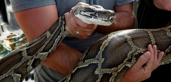 ST1. Python Encounters in the Wild: Why Snakes Approach Humans and How to Stay Safe