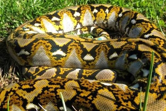 ST1. Giant Snake Appears on a Family’s Patio, Leaving Residents Terrified as Video Sparks Online Reactions