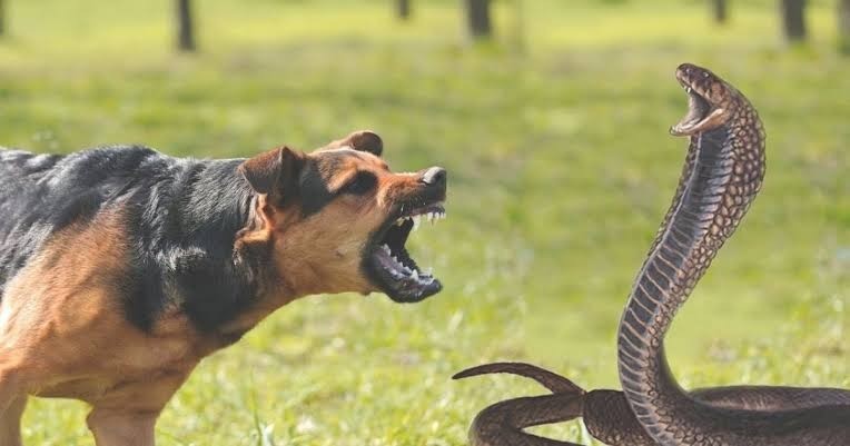 ST3. Loyal Dog Attacks a Snake to Protect a Little Boy: A Remarkable Story of Courage and Loyalty