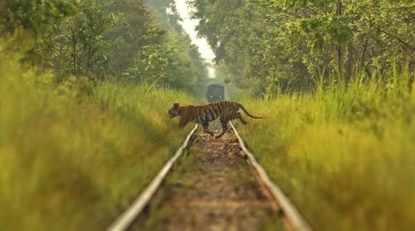 ST1. A Frightening Encounter Near the Railway: What Happens When Wildlife and People Cross Paths?