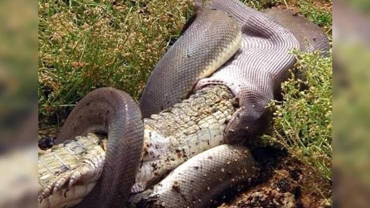 ST1. Python vs. Crocodile: What Happens When Two Powerful Predators Meet in the Wild?