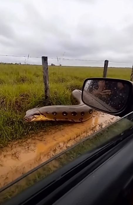 ST1. Snake discovery as explorers identify new species of anaconda that’s the ‘biggest of all’