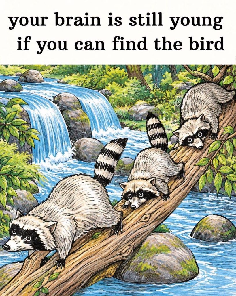 HT2. Can You Find the Hidden Bird in the Raccoon Forest?