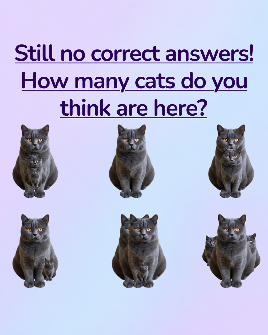 HT2. How many cats do you think are here?