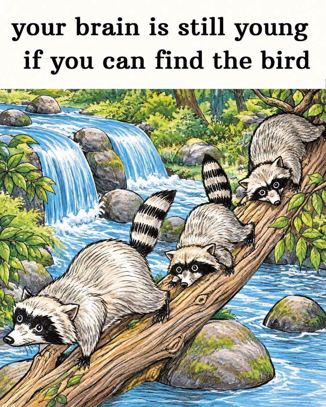 HT3. Can You Find the Hidden Bird in the Raccoon Forest?