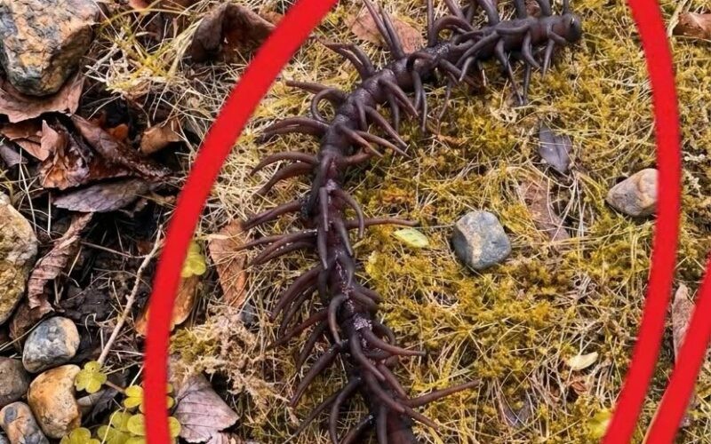 HT1. Search Results for “My Dog Dug Beneath the Leaves and Found Something I Couldn’t Identify”