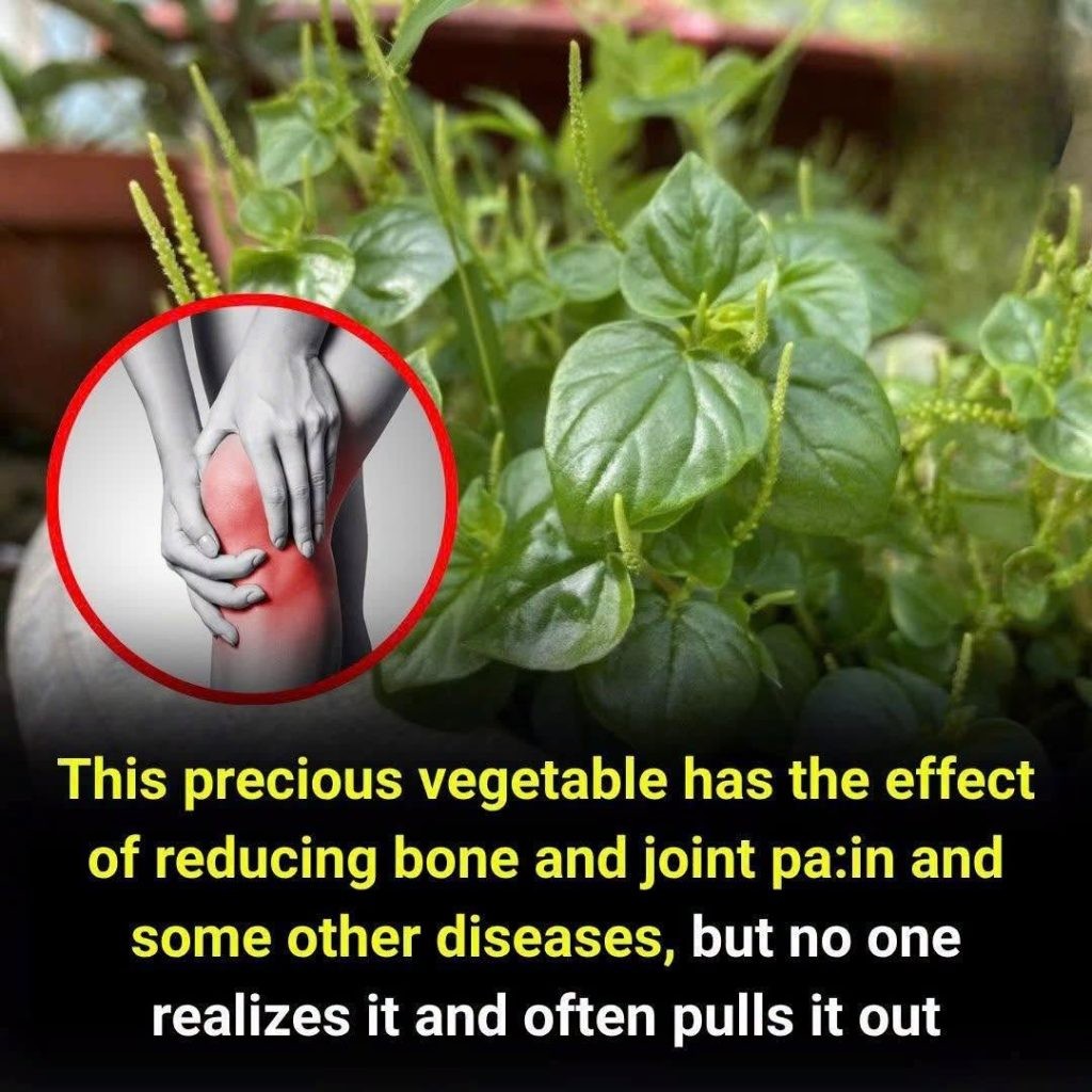 HT1. This precious vegetable can ease joint and bone pa:in