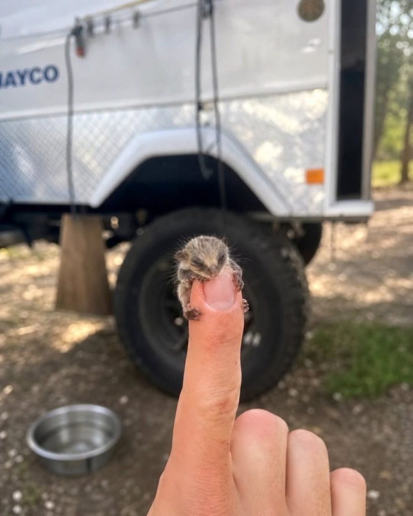 HT1. Campers Found a Tiny Baby Struggling in the Dirt