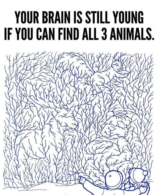 HT2. Can You Find All 3 Animals ?