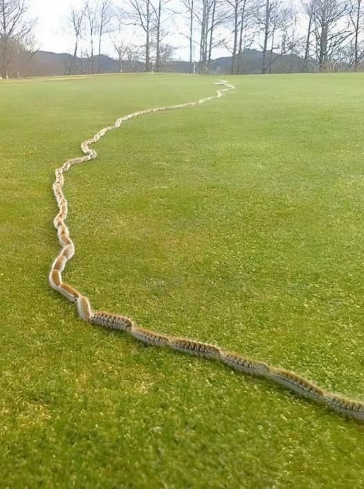 HT2. I Thought It Was Just A Rope In The Grass Until I Took One More Step-
