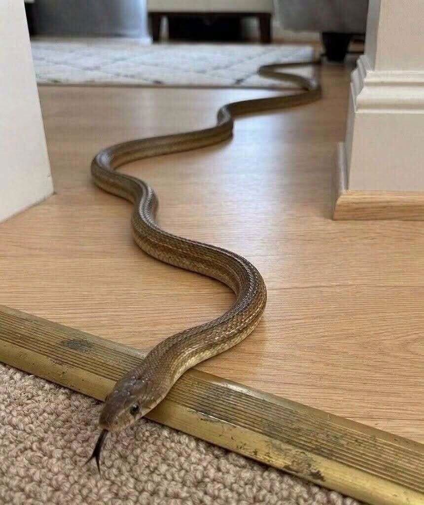 HT1. Snake Inside Home: Stay Calm and Act Safely