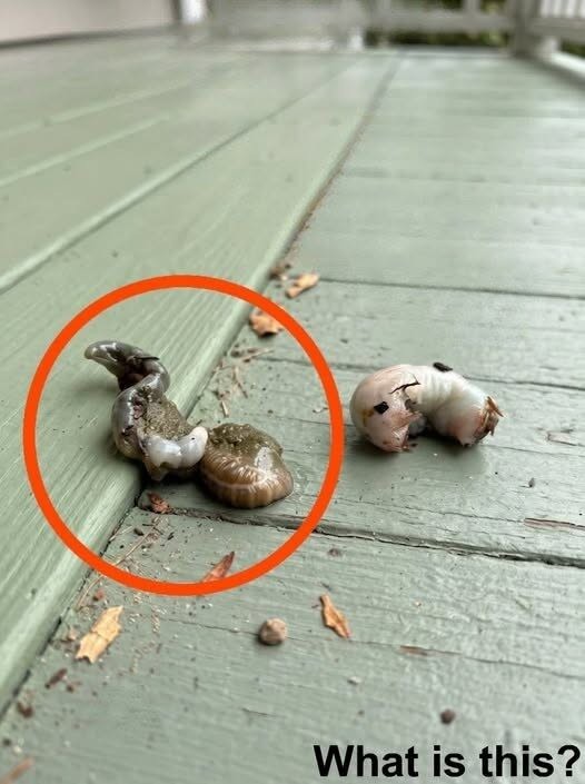HT1. What I Found on My Balcony Froze Me in Terror—Until I Learned What It Really Was
