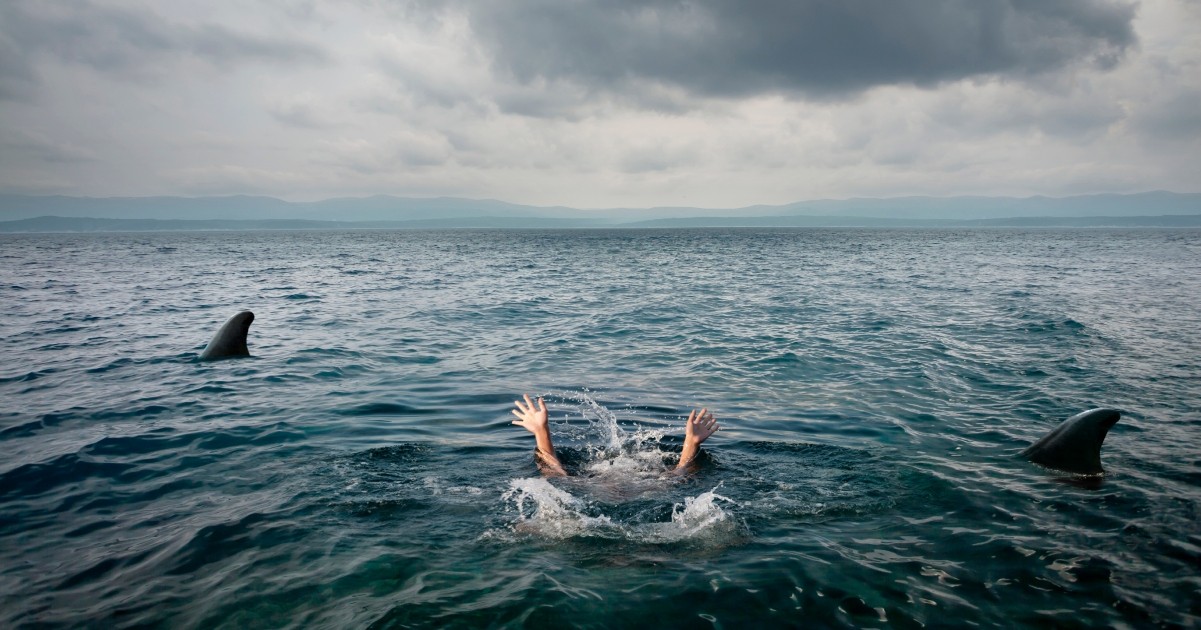 HT2. Young boy attacked by three sharks in Bahamas after tourists threw food in water