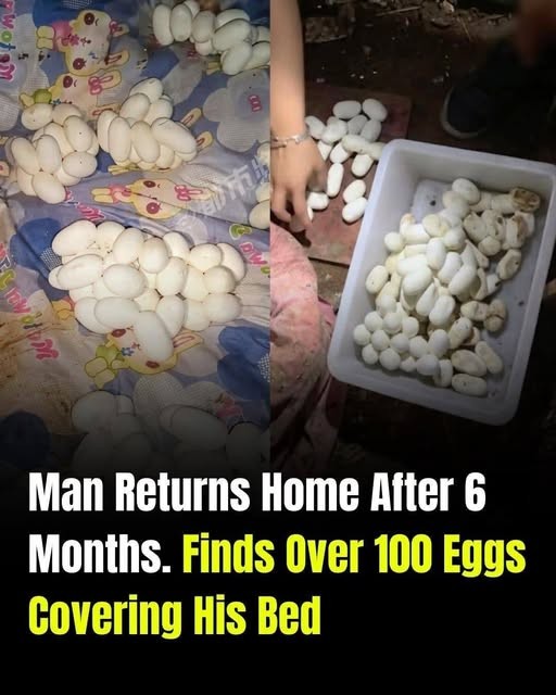 HT2. Man Returns Home After Six Months, Shocked to Find More Than 100 Mysterious Eggs Covering His Bed