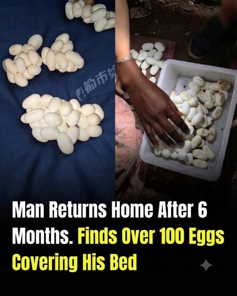 HT3. He Returned Home After 6 Months to Find 100+ Eggs on His Bed