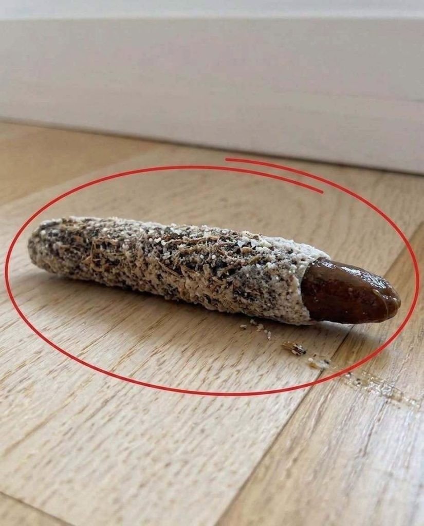 HT1. I Found a Strange Little Tube on My Floor—What Was Hiding Inside?