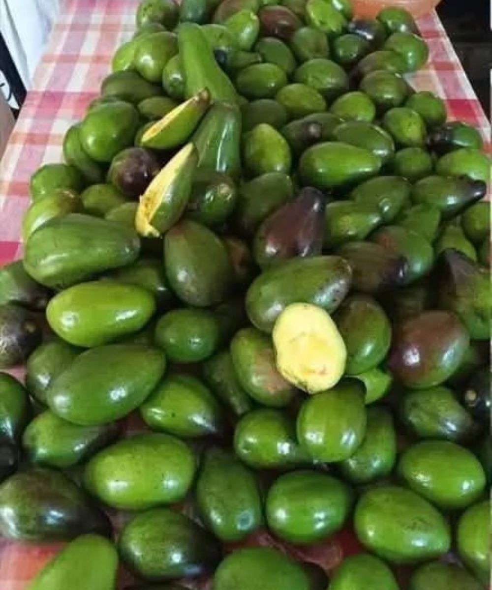 HT3. Doctors reveal that eating avocado causes…