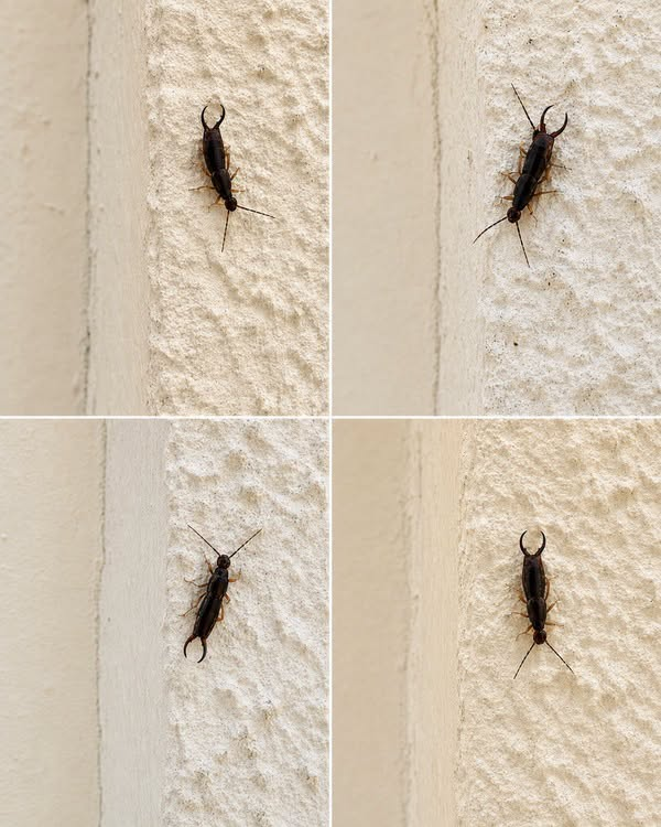 HT4. Spotting One Bug at Home: What It Really Means and What to Do Next