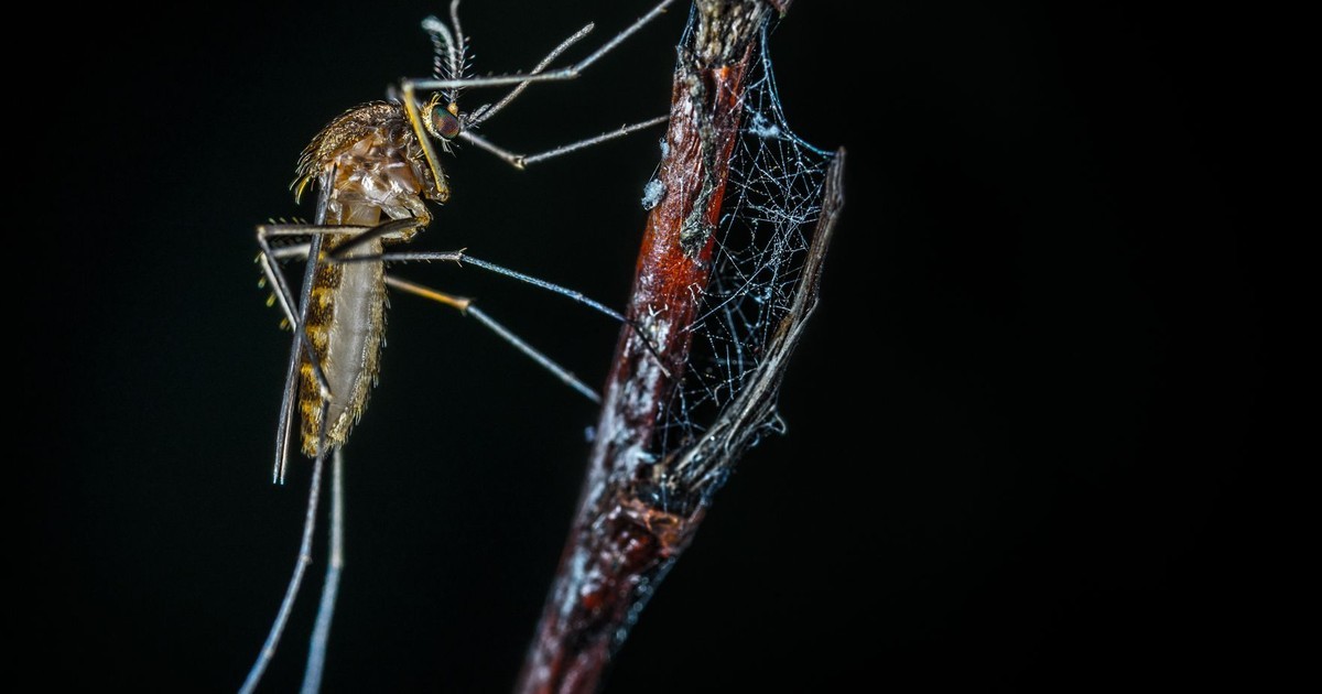HT2. Dengue Fever Is Spreading Locally in Florida