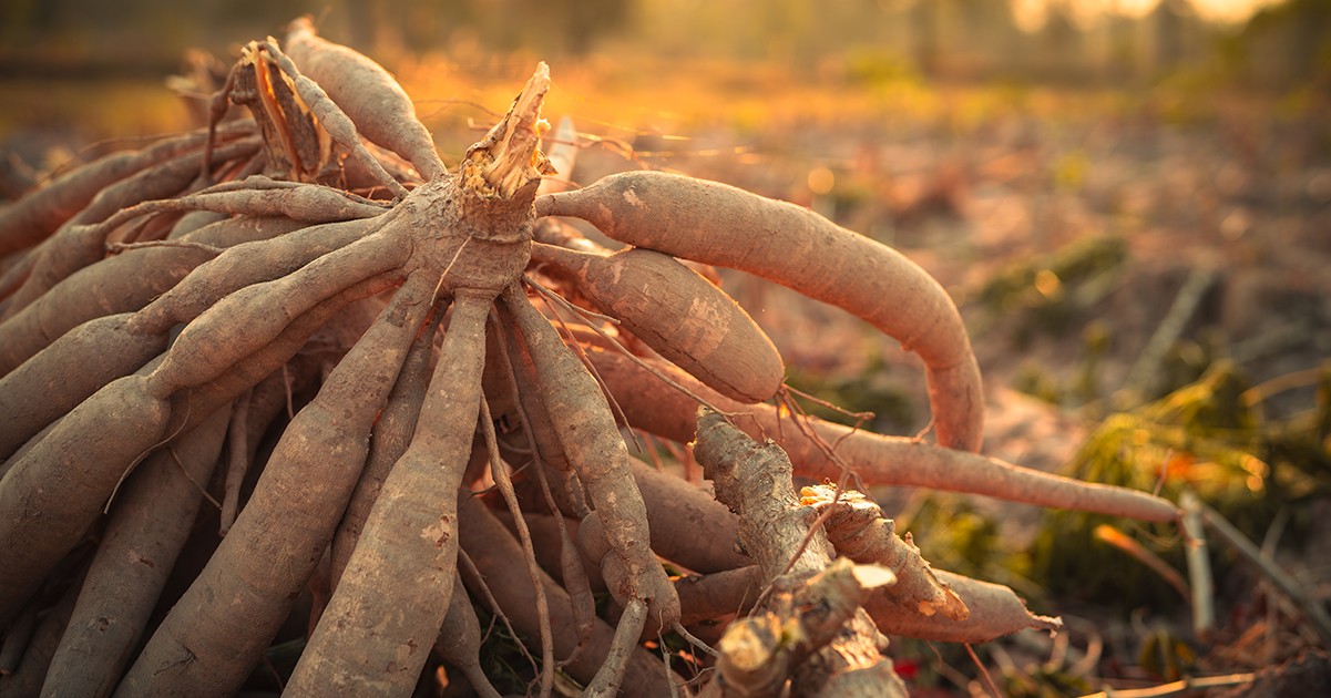 HT2. World’s ‘deadliest food’ kills 200 each year