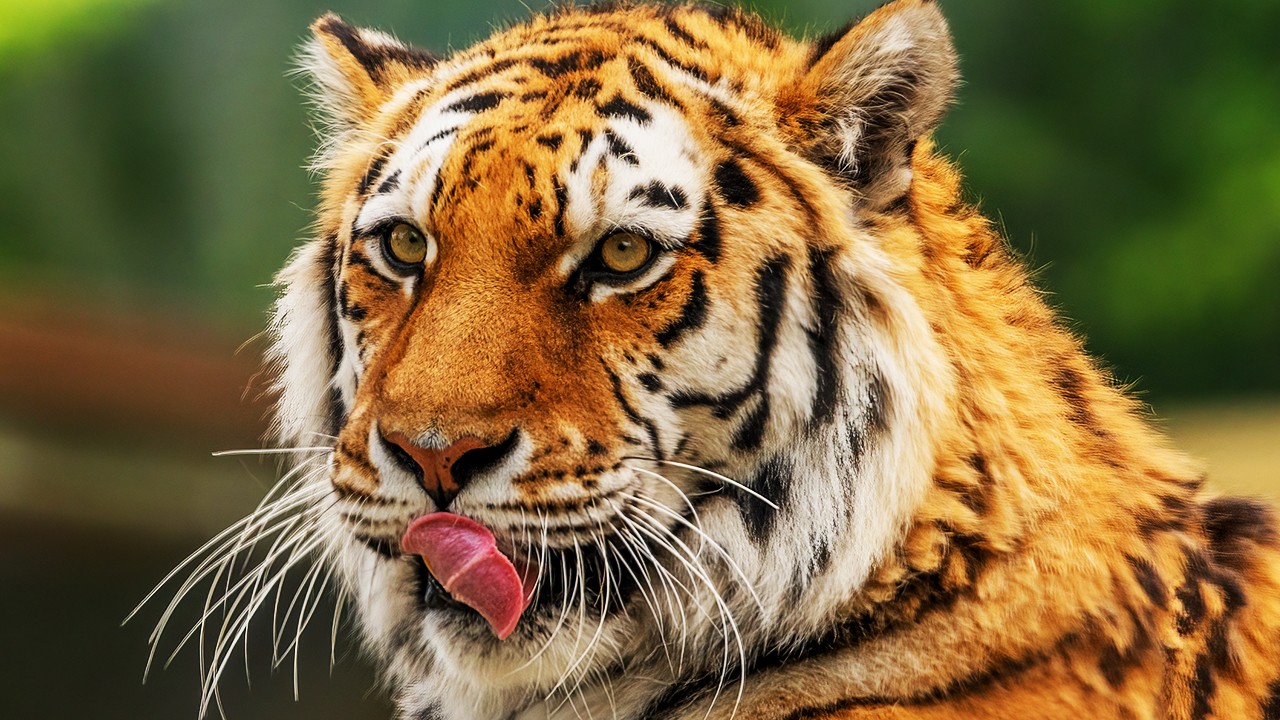 HT2. Animal keeper reveals disturbing new theory about tiger that killed man at Yorkshire zoo