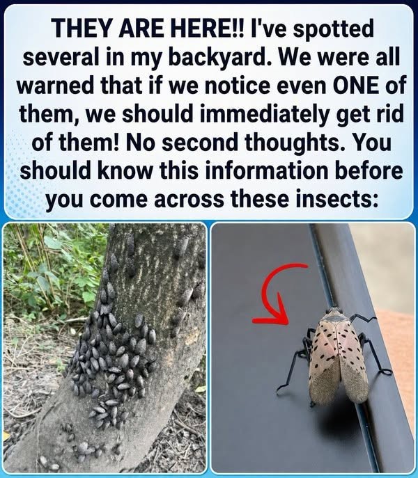 HT4. This Gray-and-Red Insect in Your Yard May Be an Invasive Pest