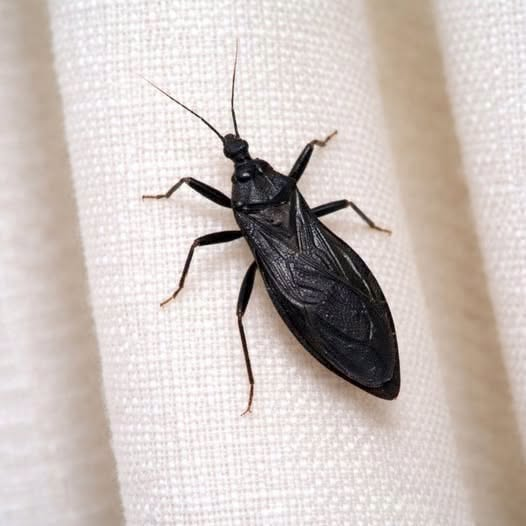 HT3. Urgent question! This insect bit my son inside our house, and we have no idea what it is. Should we be worried?