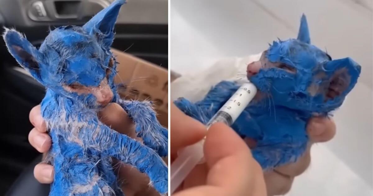 HT3. They Painted This Kitten Blue and Left Her in the Rain: Her Rescue Will Break and Heal You